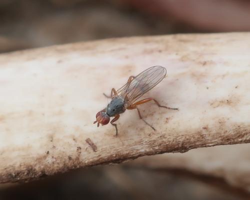 Centrophlebomyia anthropophaga
